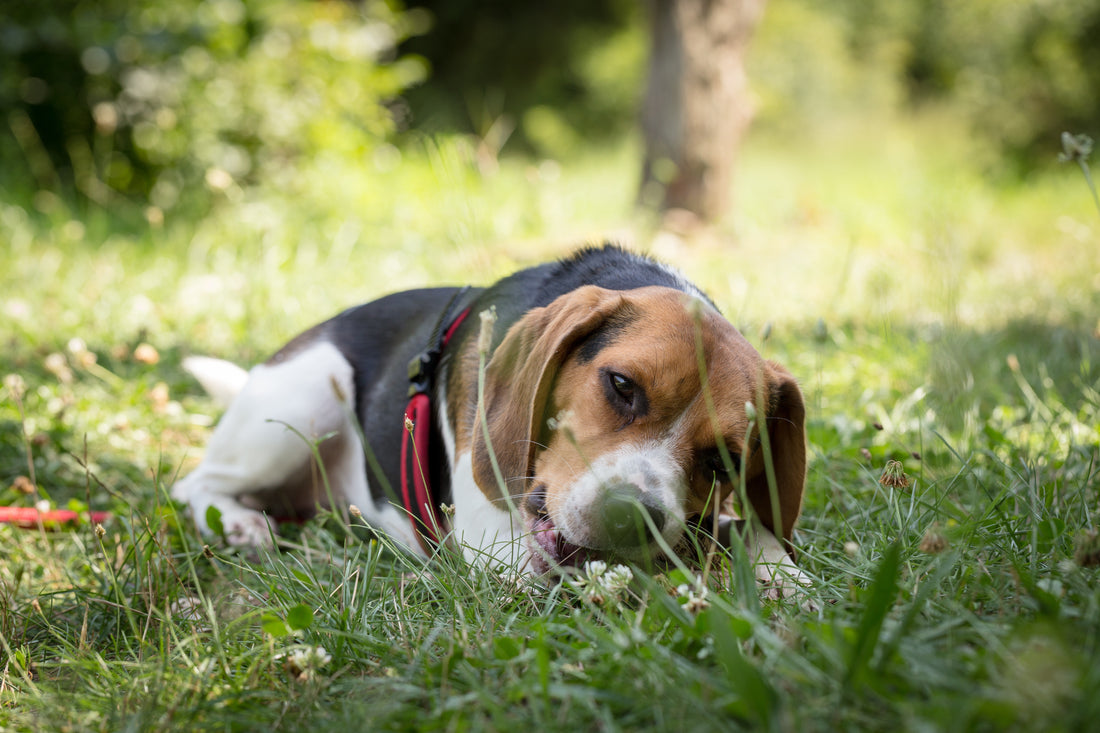 Best Dog Food For Allergies