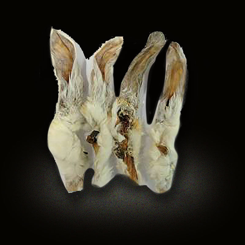 Rabbit Ears (with hair)