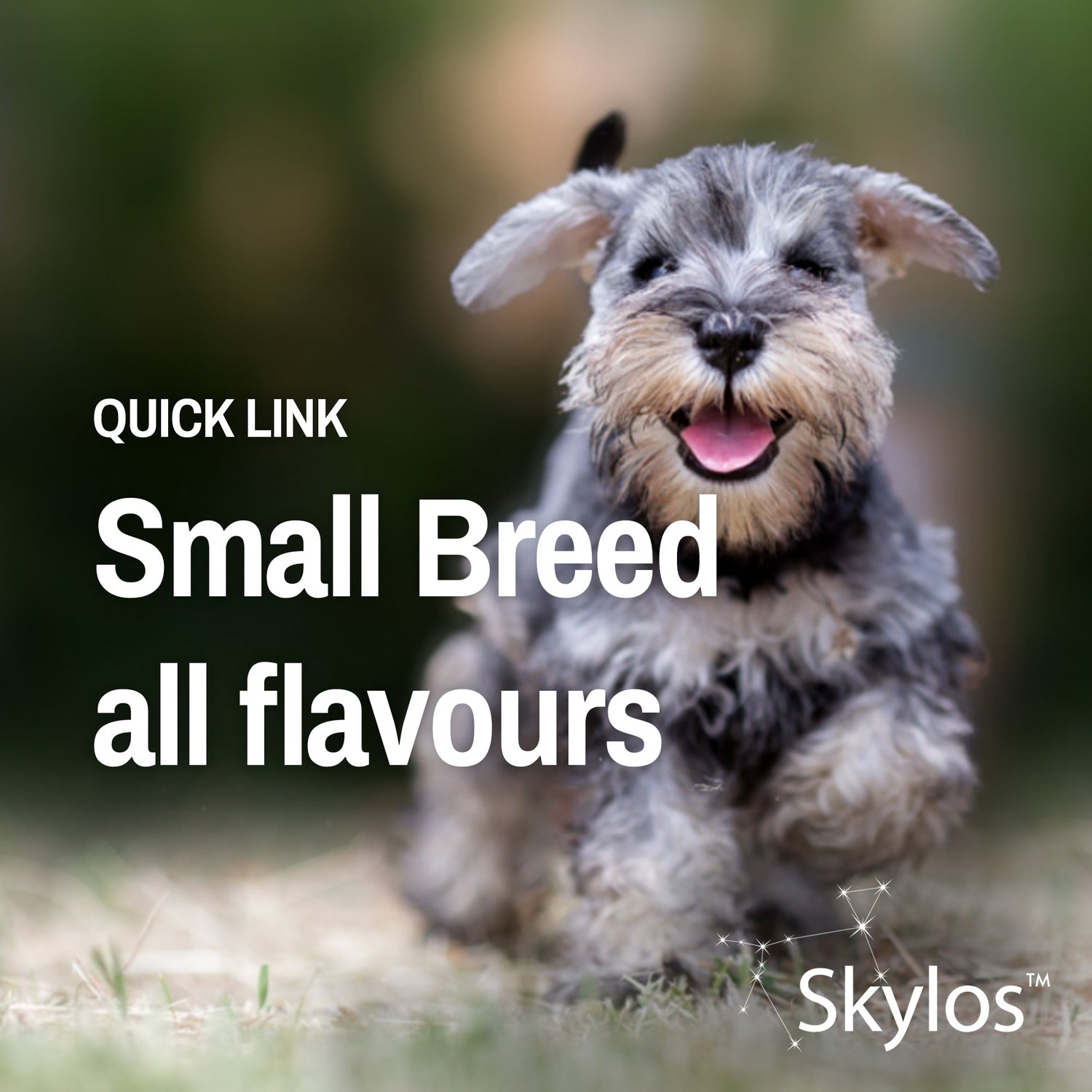 Small Breed